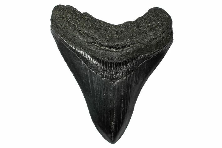 Serrated, Fossil Megalodon Tooth - South Carolina #340210